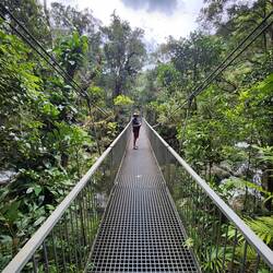 Rex Creek suspension bridge