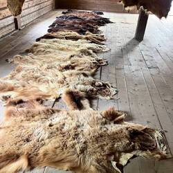 Pelts from Alberta and Northern Ontario