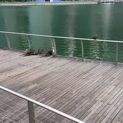 Otters at play