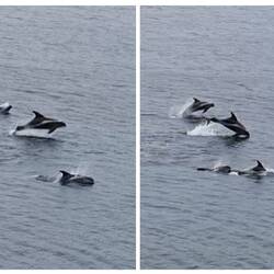 Zwergwale beim Spielen
