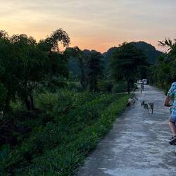 Goats outside the resort again at sunset