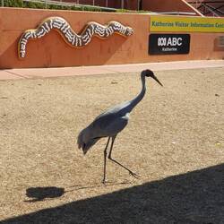 The bin chickens are much more tall and elegant around here (it's a Brolga)