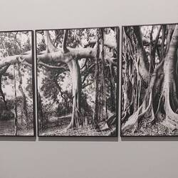 Ficus elostica, 1987