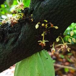 Kakao und interessante Kakaoblüten, die direkt am Stamm wachsen