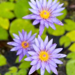Water lilies