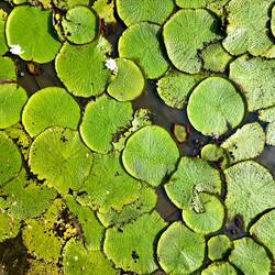 Nénuphars Victoria, les plus grands du monde