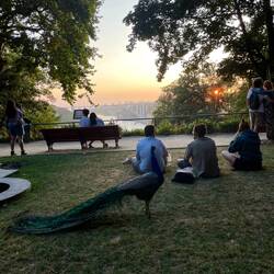 גם טוסים רואים שקיעה