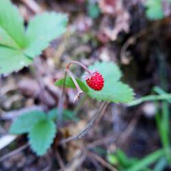 frische Walderdbeeren am Wegesrand!
