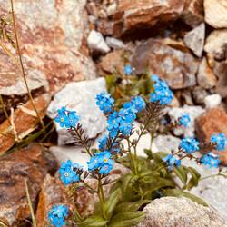 Alpines Vergissmeinnicht