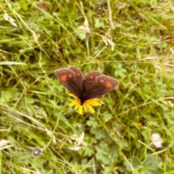 Rundaugen-Mohrenfalter