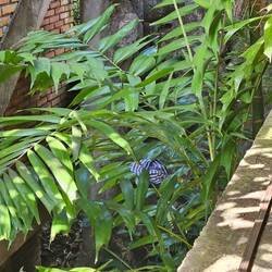 Ebbef het sini unterhösli ufem Busch verlohre, chame au mache