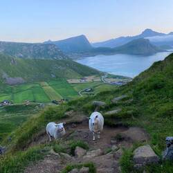 Jaja meine gefaehrlichen Malinoisinnen 😅 Schiss hatten sie vor den Schafen 🫣