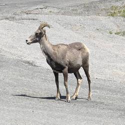 The big horned sheep come out on the gravel roads to lick the stones. They do this for minerals.