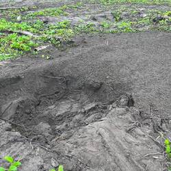 Ein frisches Schildkrötennest