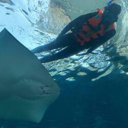 Der Rochen im Grössenverhältnis zu mir hahah