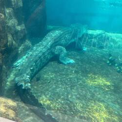 Riesiges Krokodil - und wenn ich sage riesig, meine ich auch riesig😂