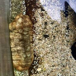 Seegurke für alle von Giglio und für meinen Biolehrer 🤌 (Insider hahah)