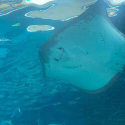 Rochen sind einfach cutiessss