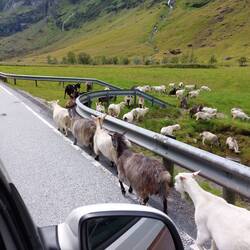 Schafe auf dem Weg auf die Wiese