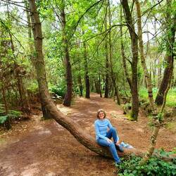 Umgestürzter und trotzdem weitergewachsener Baum