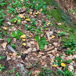 Zählt die Pfifferlinge