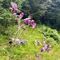 Zählt die Schmetterlinge
