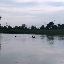 Dorfleute holen ihre Kühe von der anderen Seite