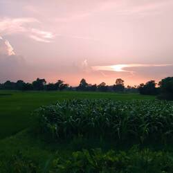 Sonnenuntergang über Reis- und Maisfelder