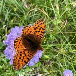 Plüschzeugs am Wegesrand