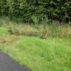 Die sind uns auf der Heimfahrt begegnet