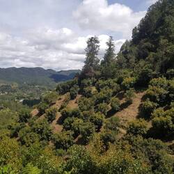 Plantation d'avocatiers au milieu de la forêt