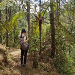 Plantation de Chloé au milieu de la forêt