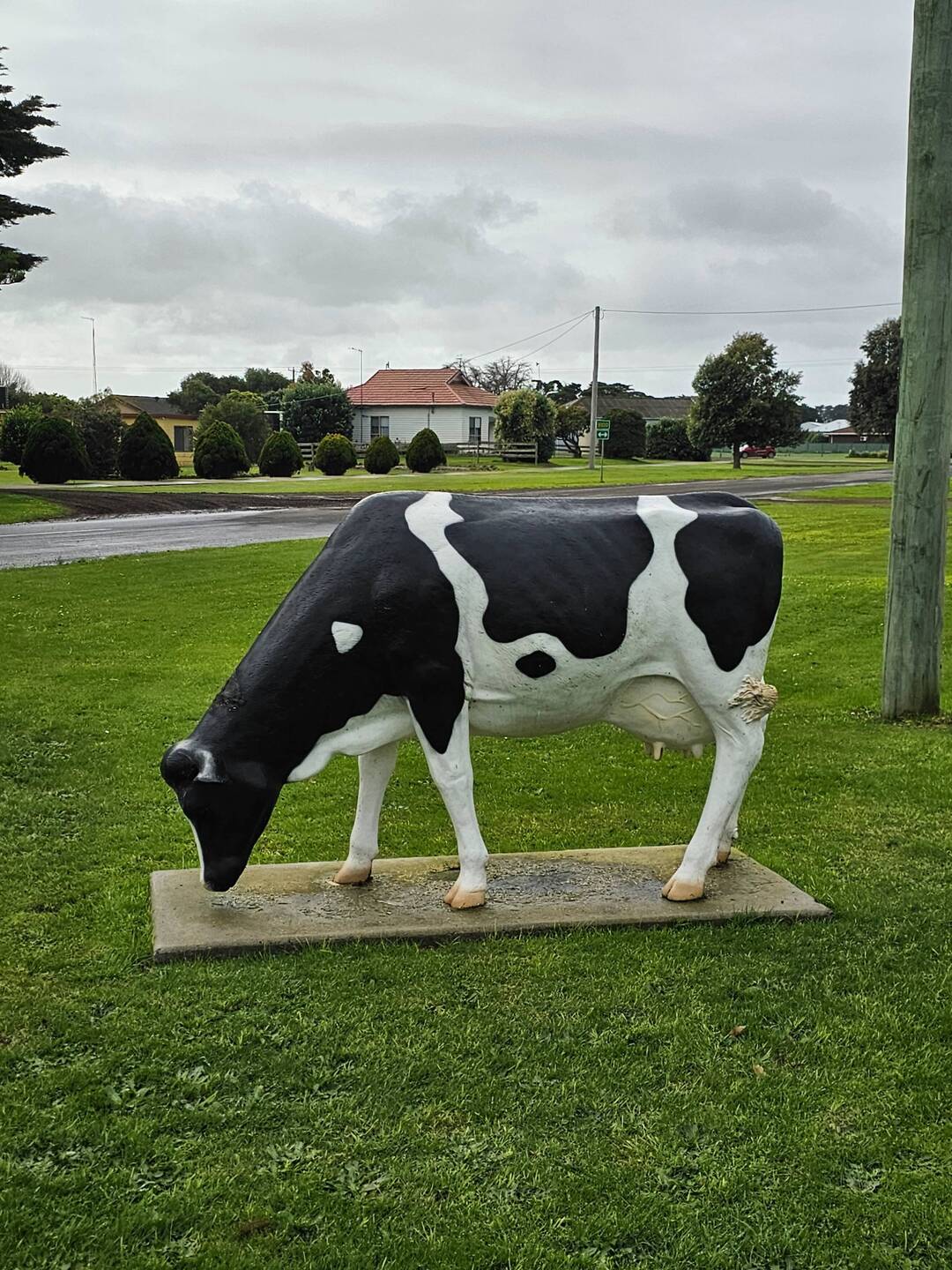 Normal Cow