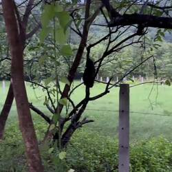 Man sieht sie nicht, aber man hört sie. Wen auch immer...?