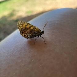 Der übermütige Flattermann in Reha.