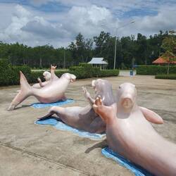 Alle Dugongs chillen