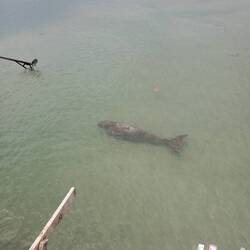 Oder grasen den Meeresboden ab