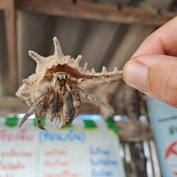 Und natürlich Einsiedlerkrebse