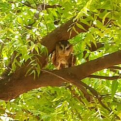 Die Eule begleitete unsere Mittagspause