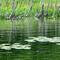 Tribute to Claude Monet