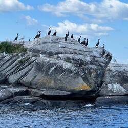 Gulls & Cormorants