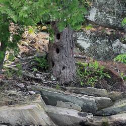 Work of Pileated Woodpeckers