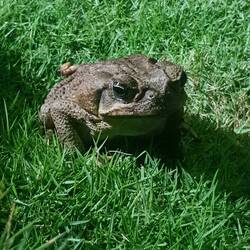 Ils sont nombreux le soir les petits potes