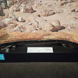 The femur of a Patagotitan