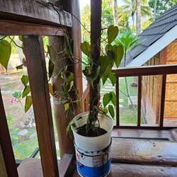 Planzetöpf vom feinste