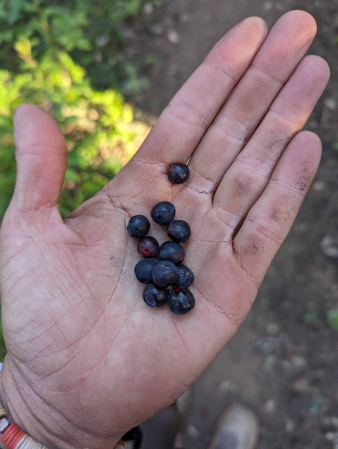 Huckleberries!