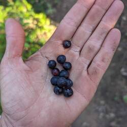 Huckleberries!