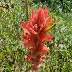 Indian Paintbrush