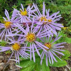 Aster