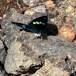 Ein Schmetterling genießt die warmen Sonnenstrahlen ☀️